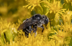Eumelissodes