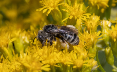 Eumelissodes