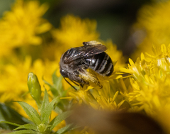 Eumelissodes