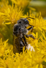 Eumelissodes