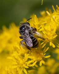 Eumelissodes