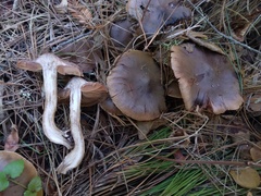 Cortinarius ohlone