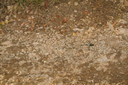 Giant Hawaiian Darner photo 5