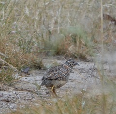 Turnix varius