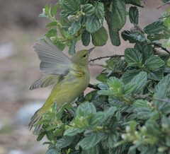 Leiothlypis celata lutescens