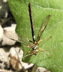 Megarhyssa atrata