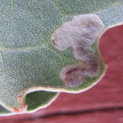 Stigmella populetorum