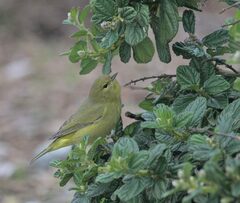 Leiothlypis celata lutescens