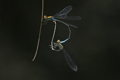 Pseudagrion aureofrons