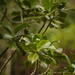 Psychotria mariniana - Photo (c) Kevin Faccenda, osa oikeuksista pidätetään (CC BY), lähettänyt Kevin Faccenda