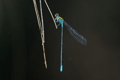 Pseudagrion aureofrons