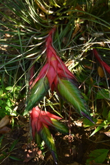 Tillandsia punctulata