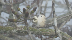 Pseudobombax septenatum