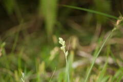 Carex longii
