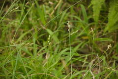 Carex longii