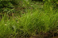 Juncus ensifolius
