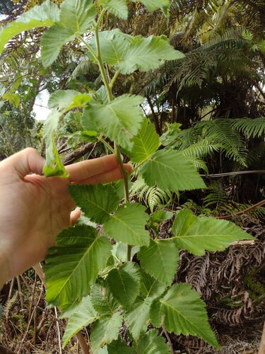 Rubus hawaiensis observed 2022-12-28
