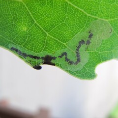Stigmella populetorum