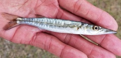 Sphyraena borealis