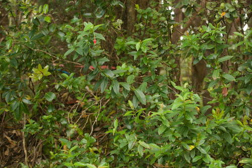 Vaccinium dentatum observed 2022-12-28