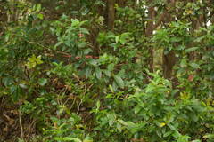 Vaccinium dentatum