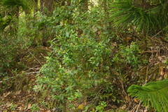 Vaccinium dentatum