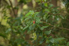 Vaccinium dentatum