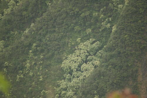 Aleurites moluccanus observed 2022-12-28