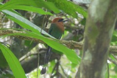 Electron platyrhynchum