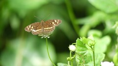 Anthanassa drusilla