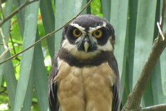 Pulsatrix perspicillata