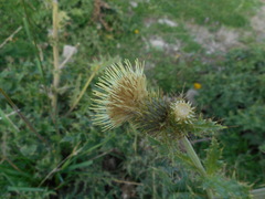 Cirsium bertolonii