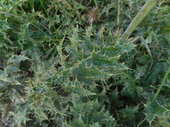 Cirsium bertolonii