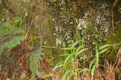 Paspalum conjugatum