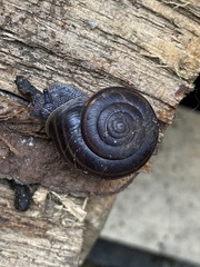 Helminthoglypta sequoicola