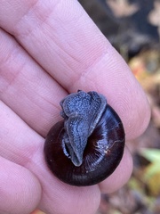 Helminthoglypta sequoicola