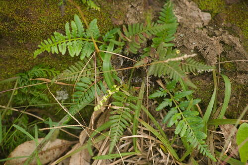 Pityrogramma austroamericana observed 2022-12-28