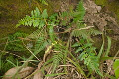 Pityrogramma austroamericana