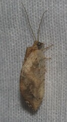 Drepanacra binocula
