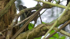 Basiliscus basiliscus