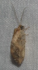 Drepanacra binocula