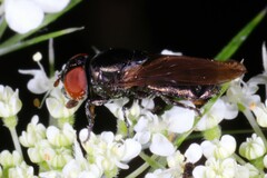 Chrysogaster