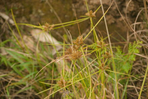 Cyperus polystachyos observed 2022-12-28