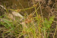 Cyperus polystachyos