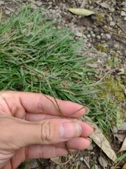 Digitaria violascens