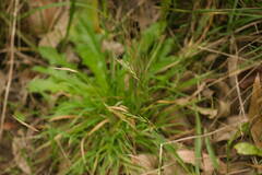 Anthoxanthum odoratum