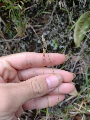 Sacciolepis indica observed 2022-12-28