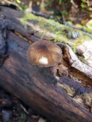 Pluteus umbrosus