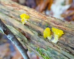 Dacrymyces capitatus