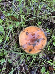 Pholiota velaglutinosa